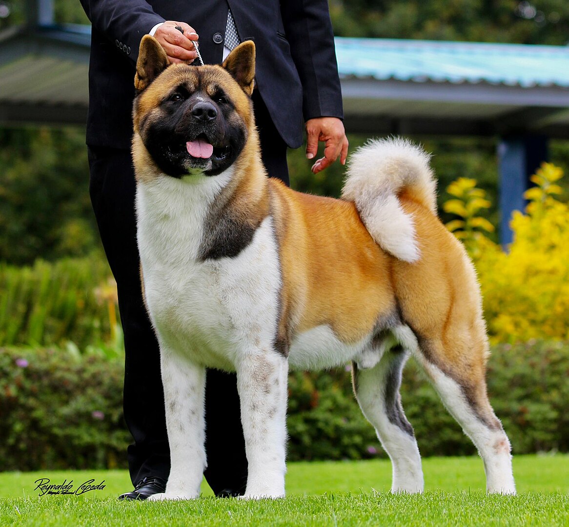 15 Best Guard Dog Breeds For Families With Kids